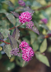 Spiraea Merlo Green, 3L