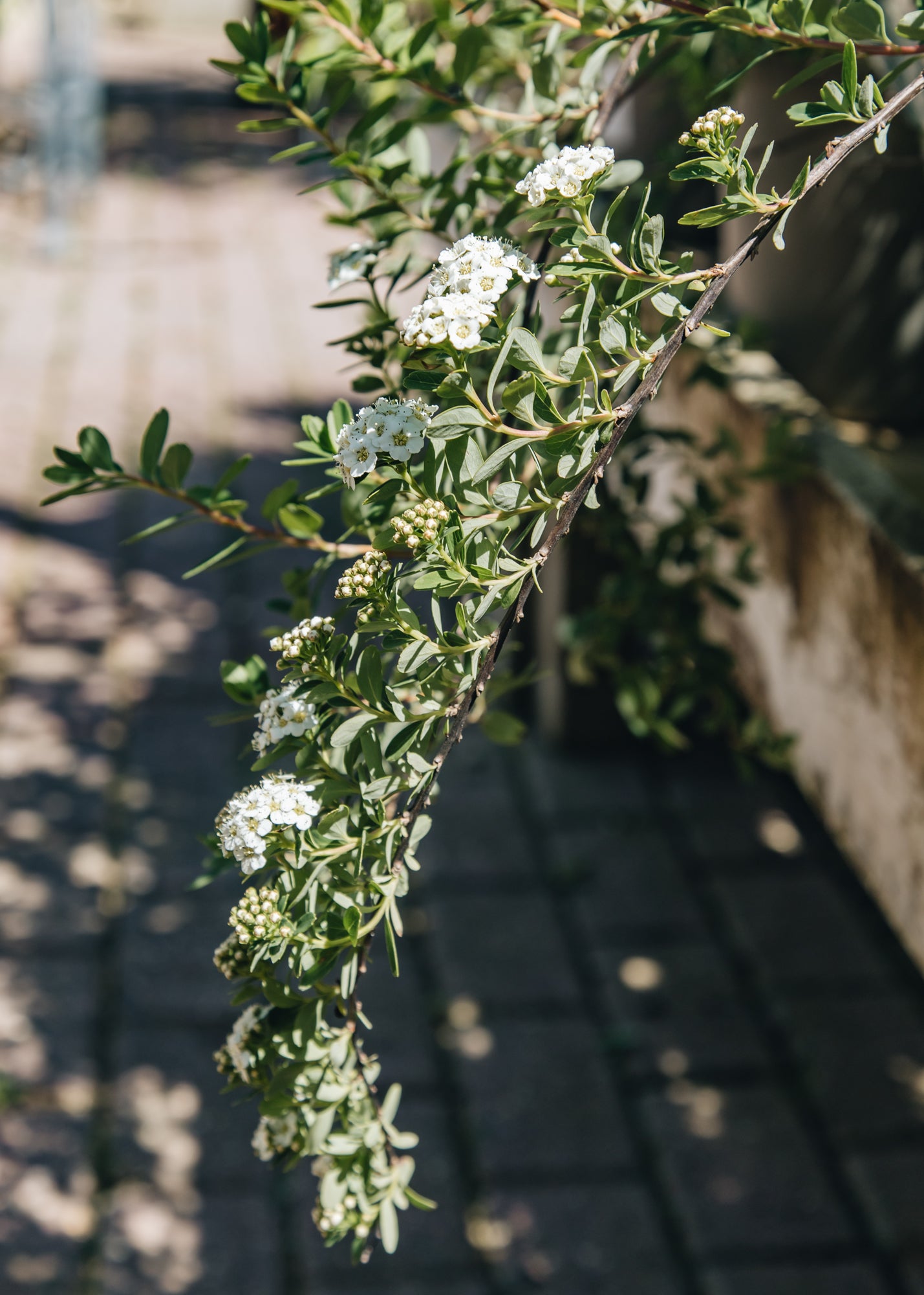 Spiraea Spiraea nipponica Snowmound, 3L 