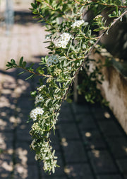 Spiraea Spiraea nipponica Snowmound, 3L 
