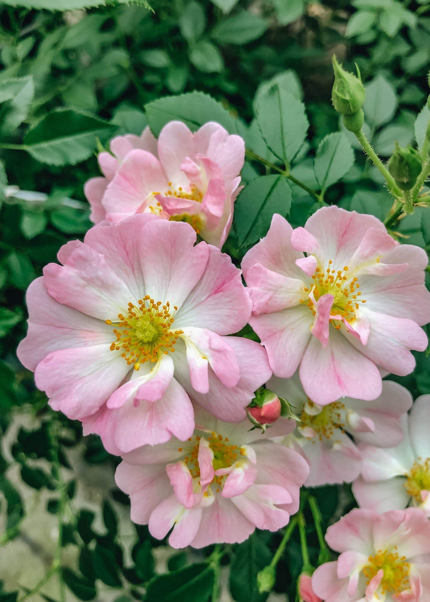 Rosa Starry Sky