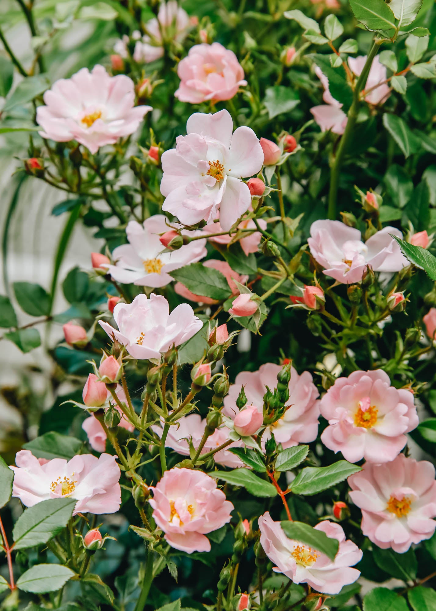 Rosa Starry Sky, 4.5L