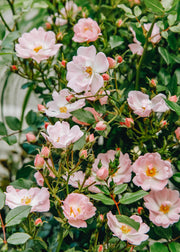 Rosa Starry Sky, 4.5L