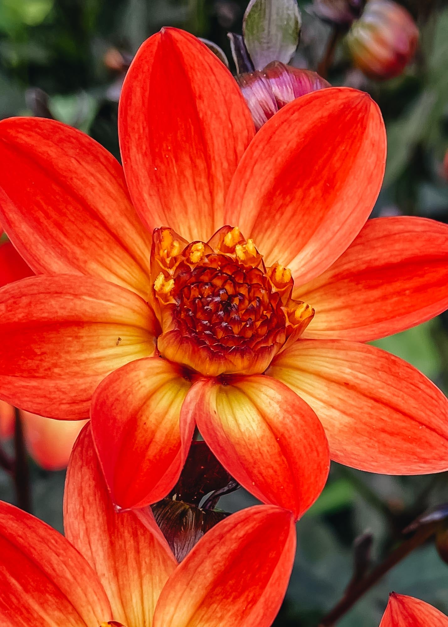 Taylors Bulbs Dahlia 'Star Wars' Tubers
