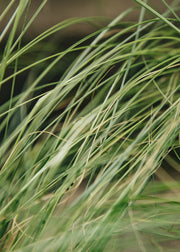 August and Piers Stipa tenuissima 'Pony Tails', 2L