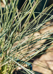 Stipa gigantea 'Alberich' , 2L