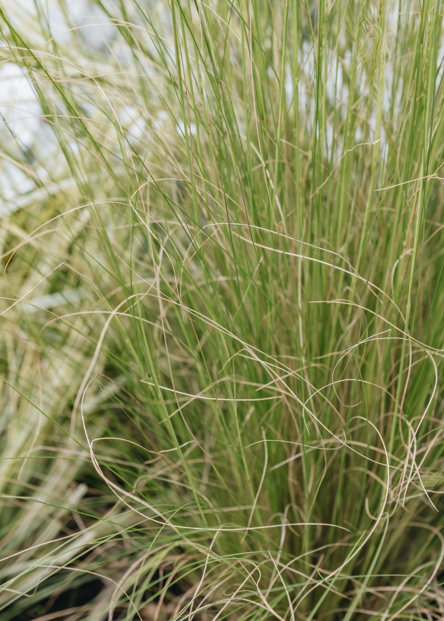 Stipa tenuissima