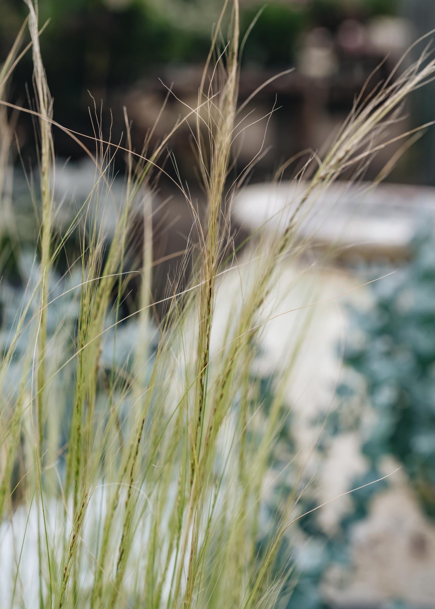 Stipa Stipa tenuissima, 2/3L