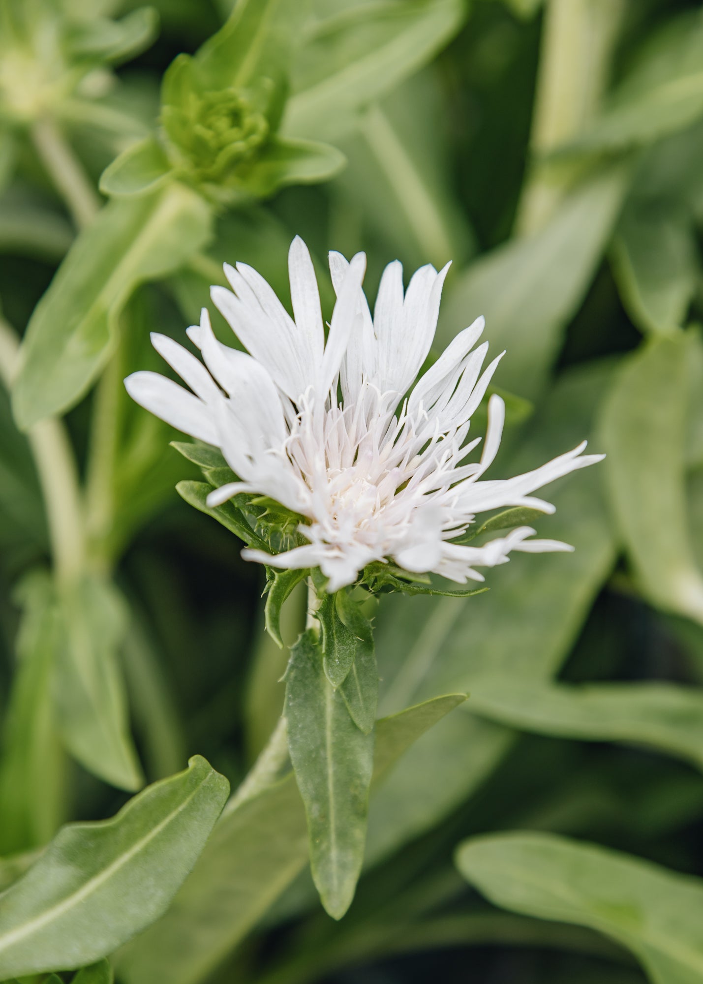 Chaenomeles Stokesia laevis Divinity, 2/3L