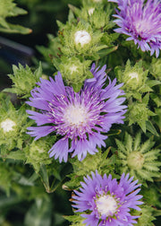 Salvia Stokesia laevis Mel's Blue, 2/3L