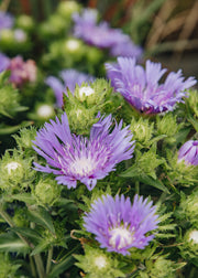 Stokesia Stokesia laevis Mel's Blue, 2/3L