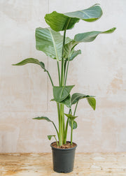 Houseplants Strelitzia Nicolai, 19cm