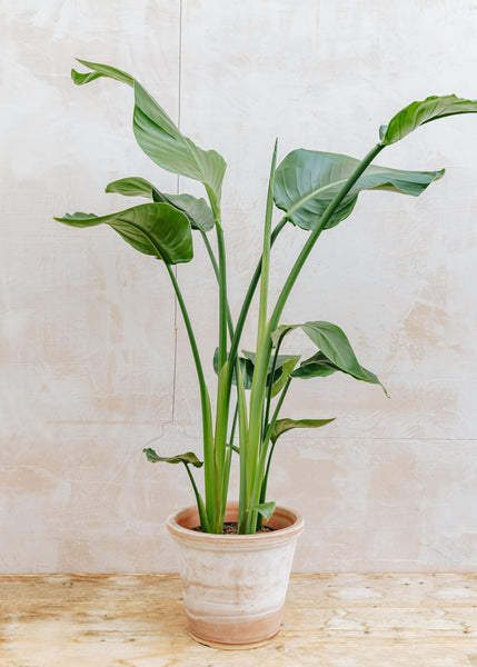 Strelitzia Nicolai, 19cm – Burford Garden Co