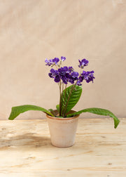 Streptocarpus 'Sirius'
