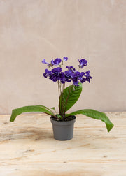 Streptocarpus Streptocarpus 'Sirius'