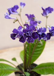 Streptocarpus Streptocarpus 'Sirius'