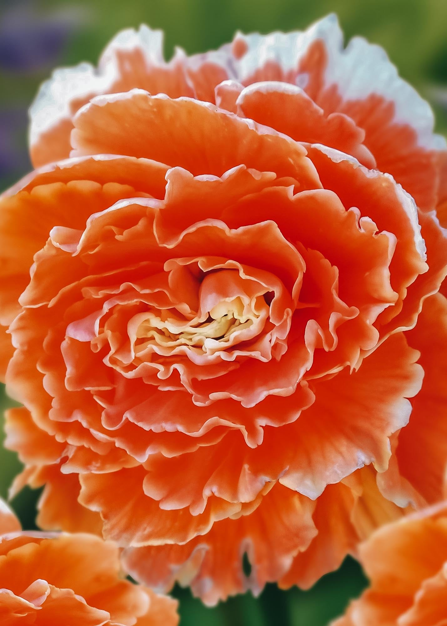 Begonia 'Espresso Sugardip Apricot' , pack of 5 tubers