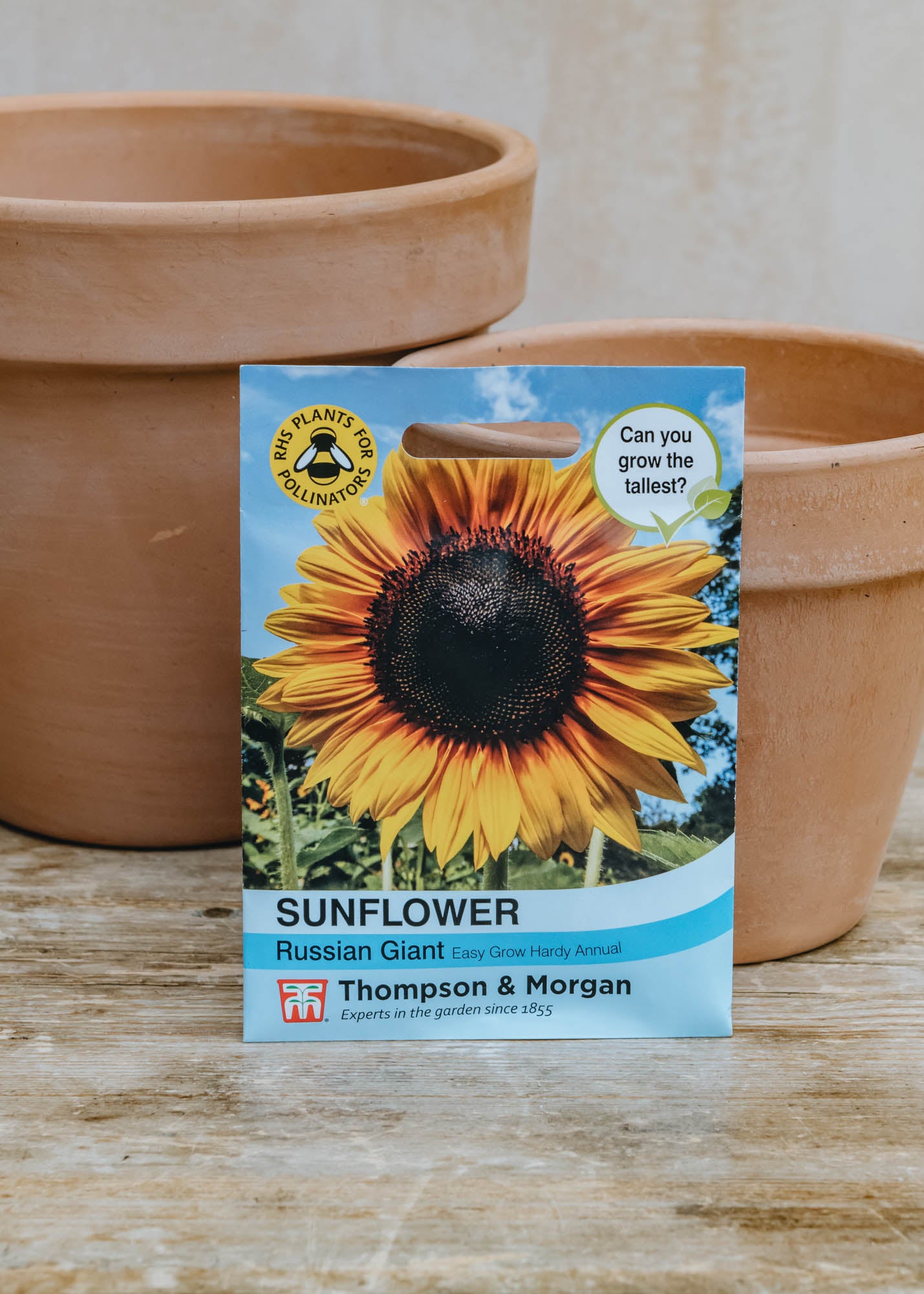 Thompson & Morgan Sunflower Russian Giant Seeds