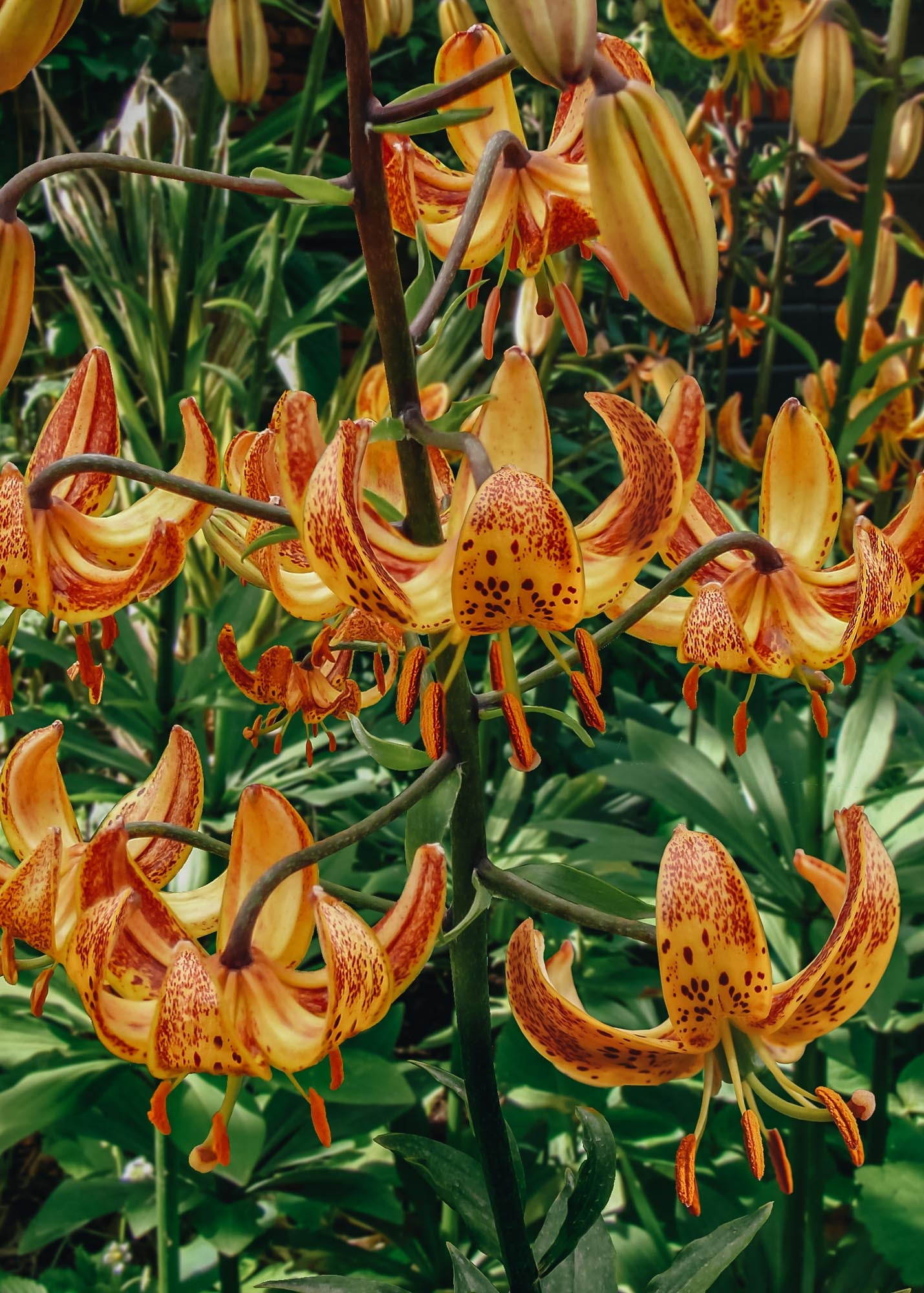 Taylors Bulbs Lilium 'Sunny Morning', pack of three bulbs