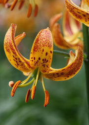 Taylors Bulbs Lilium 'Sunny Morning' Bulbs, pack of three