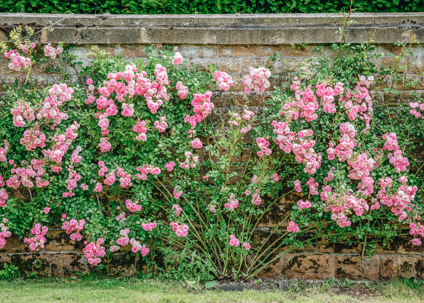 David Austin Super Fairy Rose