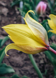 Tulipa Sylvestris Bulbs