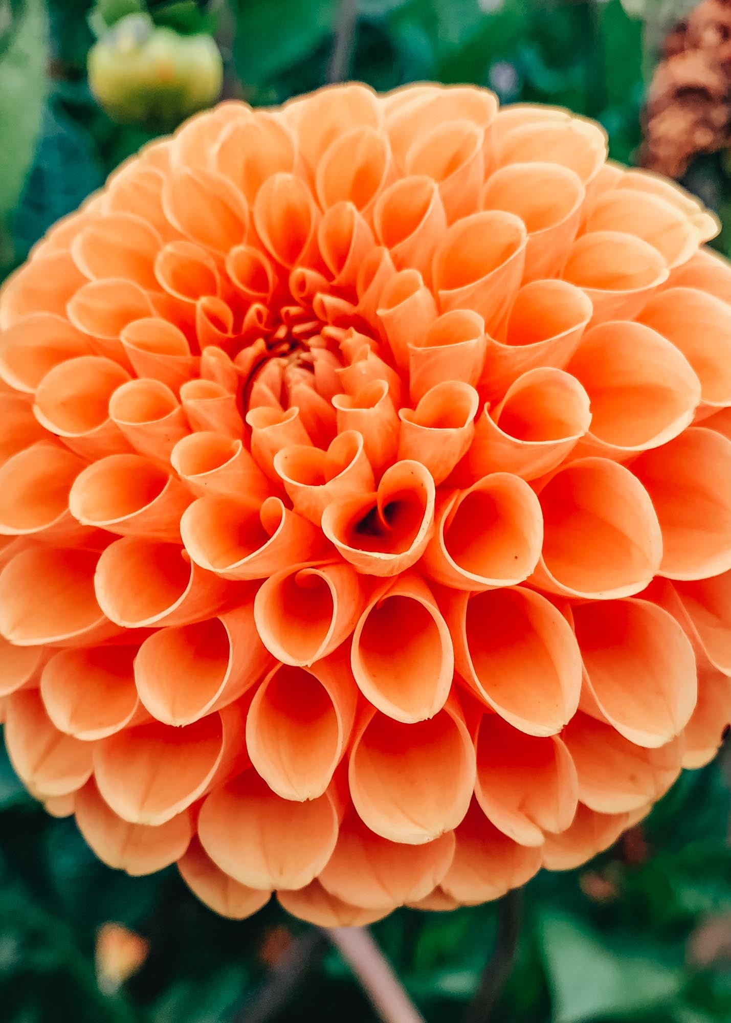 Taylors Bulbs Dahlia 'Sylvia' Tubers