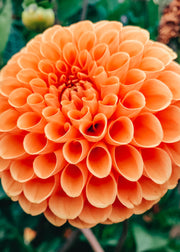 Taylors Bulbs Dahlia 'Sylvia' Tubers