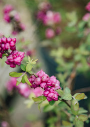 Symphoricarpos x doorenbosii 'Little Berry', 7.5L
