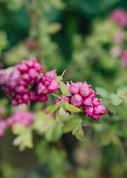 Symphoricarpos Symphoricarpos x doorenbosii 'Little Berry', 7.5L