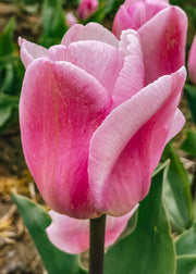 Tulipa Synaeda Amor Bulbs