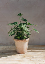 Syngonium Mottled