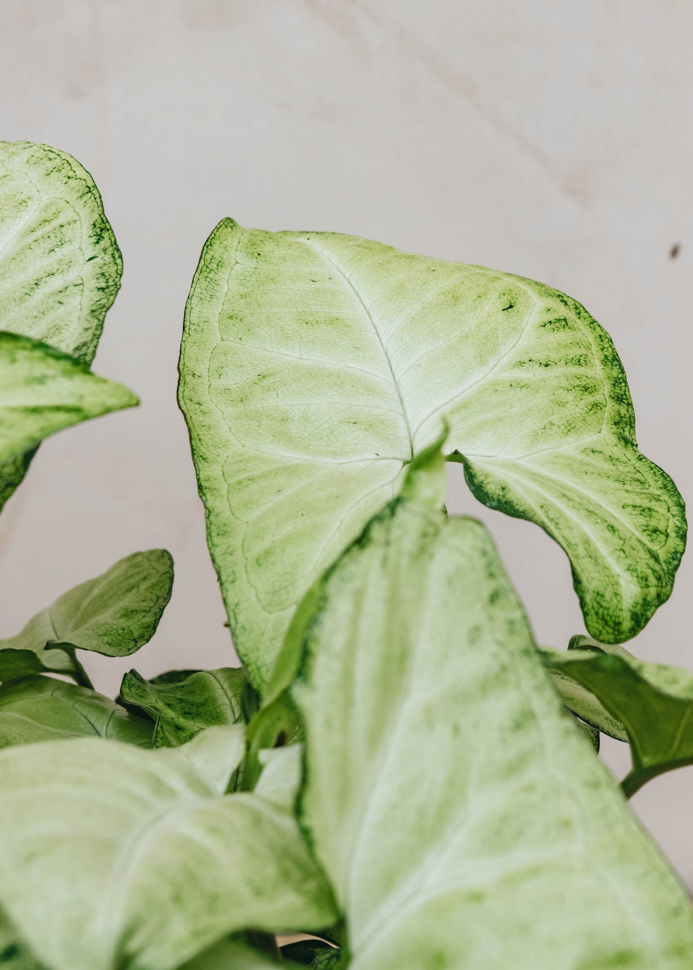 Syngonium White Butterfly