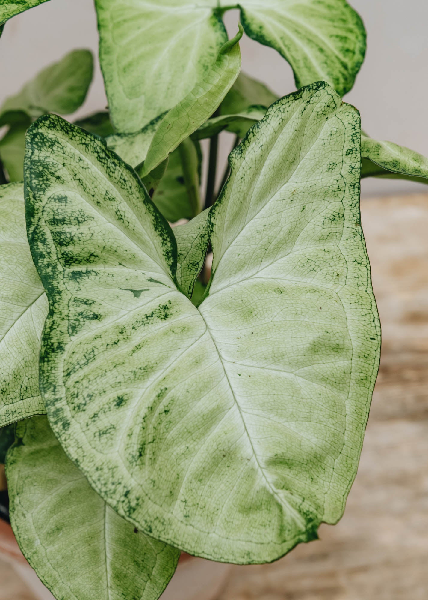 Burford Garden Co. Syngonium White Butterfly