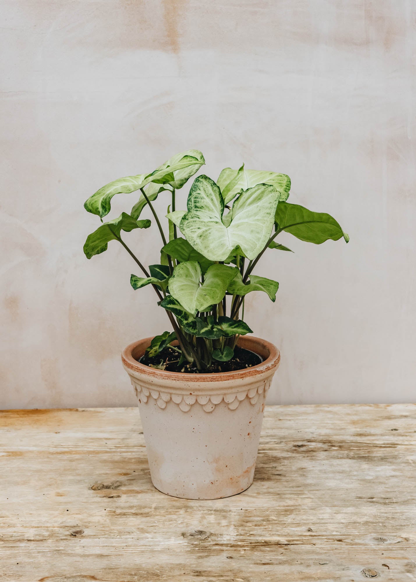 Syngonium White Butterfly