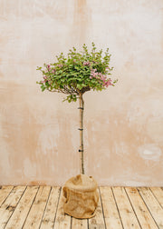 Syringa meyeri ‘Flowerfesta Pink’ Standard, 15L