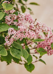 Syringa Syringa meyeri ‘Flowerfesta Pink’ Standard, 15L