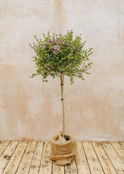 Syringa Syringa meyeri ‘Flowerfesta Purple’ Standard, 15L