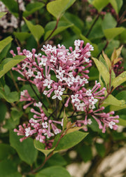 Syringa Syringa meyeri ‘Flowerfesta Purple’ Standard, 15L