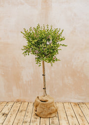 Syringa meyeri ‘Flowerfesta White’ Standard, 15L