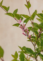 Syringa Syringa meyeri ‘Flowerfesta White’ Standard, 15L