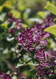 Syringa Syringa Red Pixie, 2L