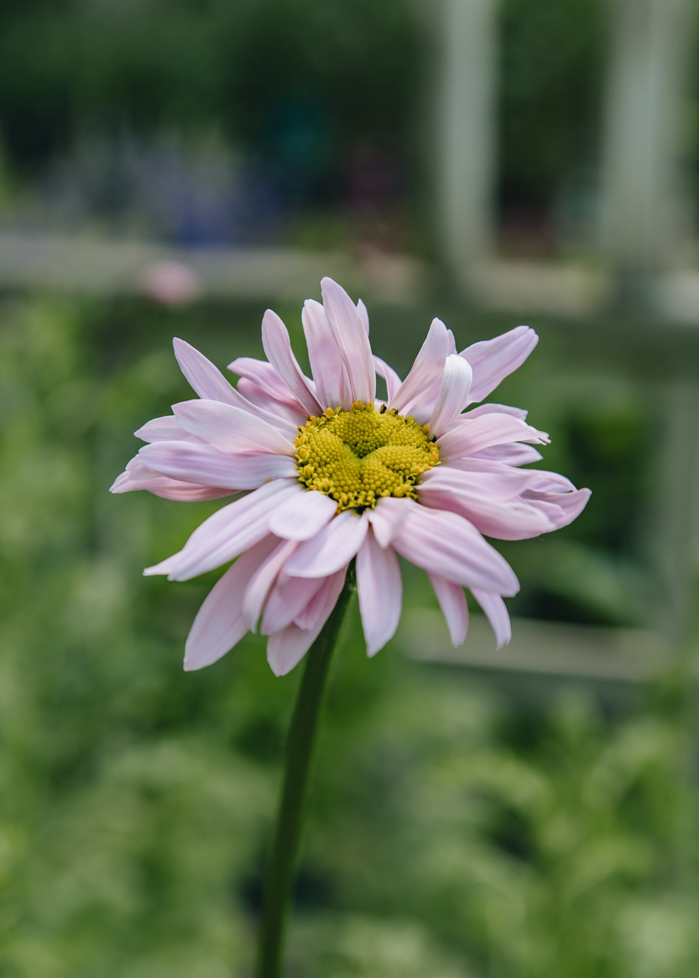 Altico Tanacetum Coccineum Robinson's Pink, 2/3L