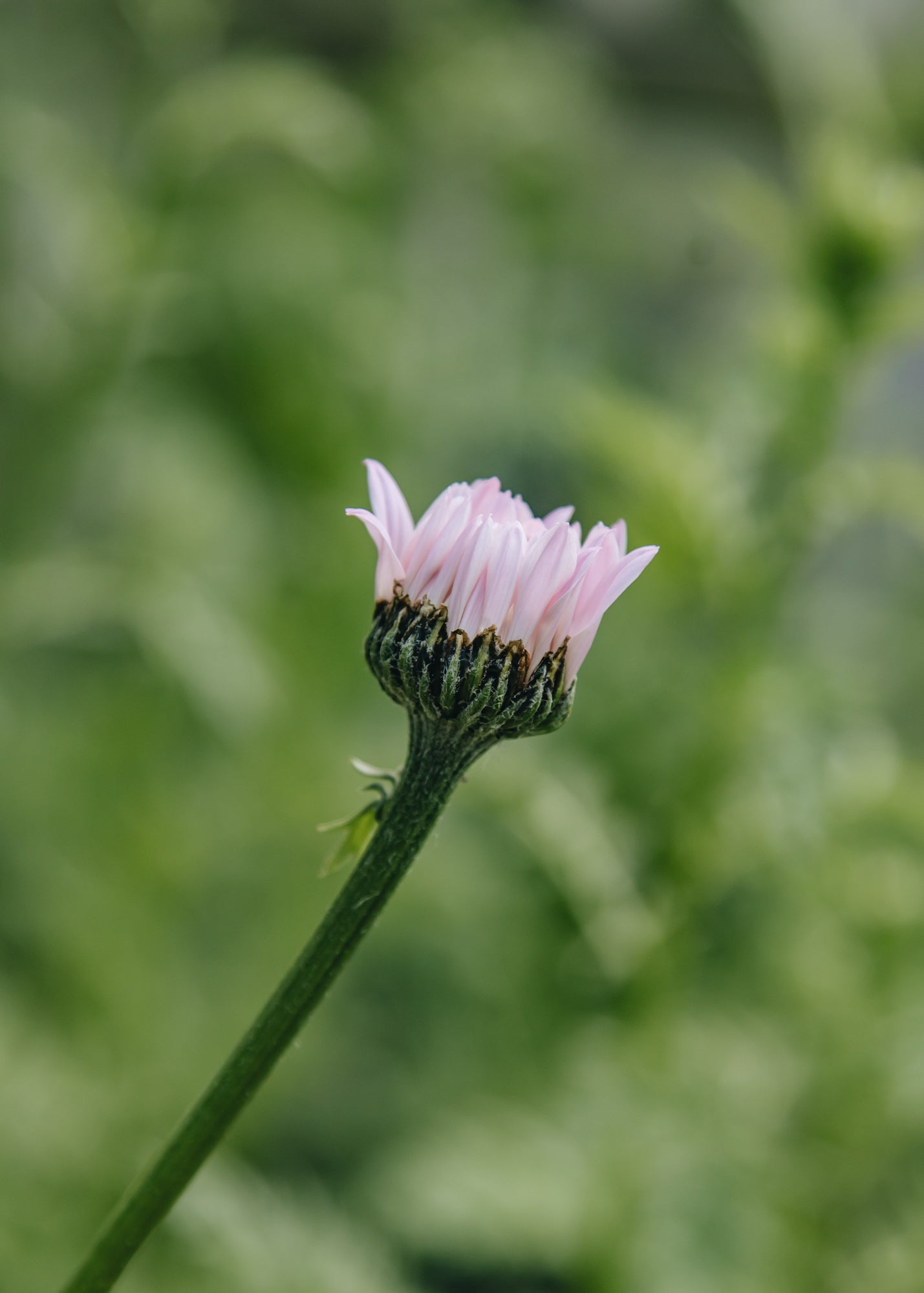 Tanacetum Tanacetum Coccineum Robinson's Pink, 2/3L