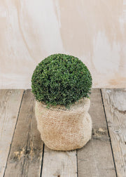 Mahonia Globe Taxus Media Groenland