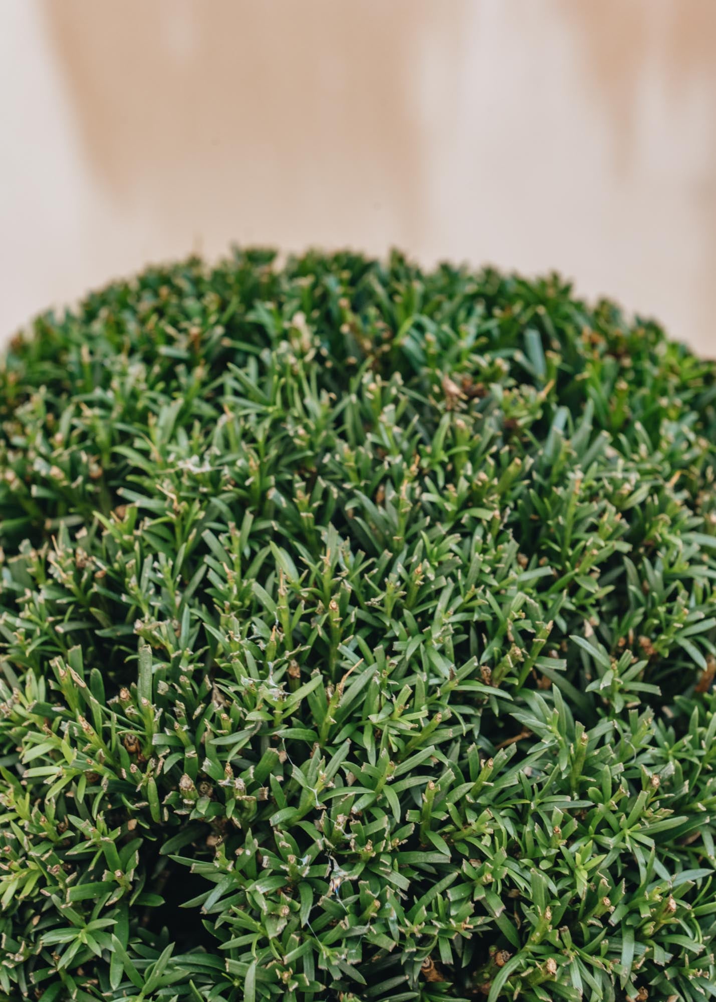 thuja occidentalis smaragd düngen Thuja occidentalis 'Smaragd' / Lebensbaum