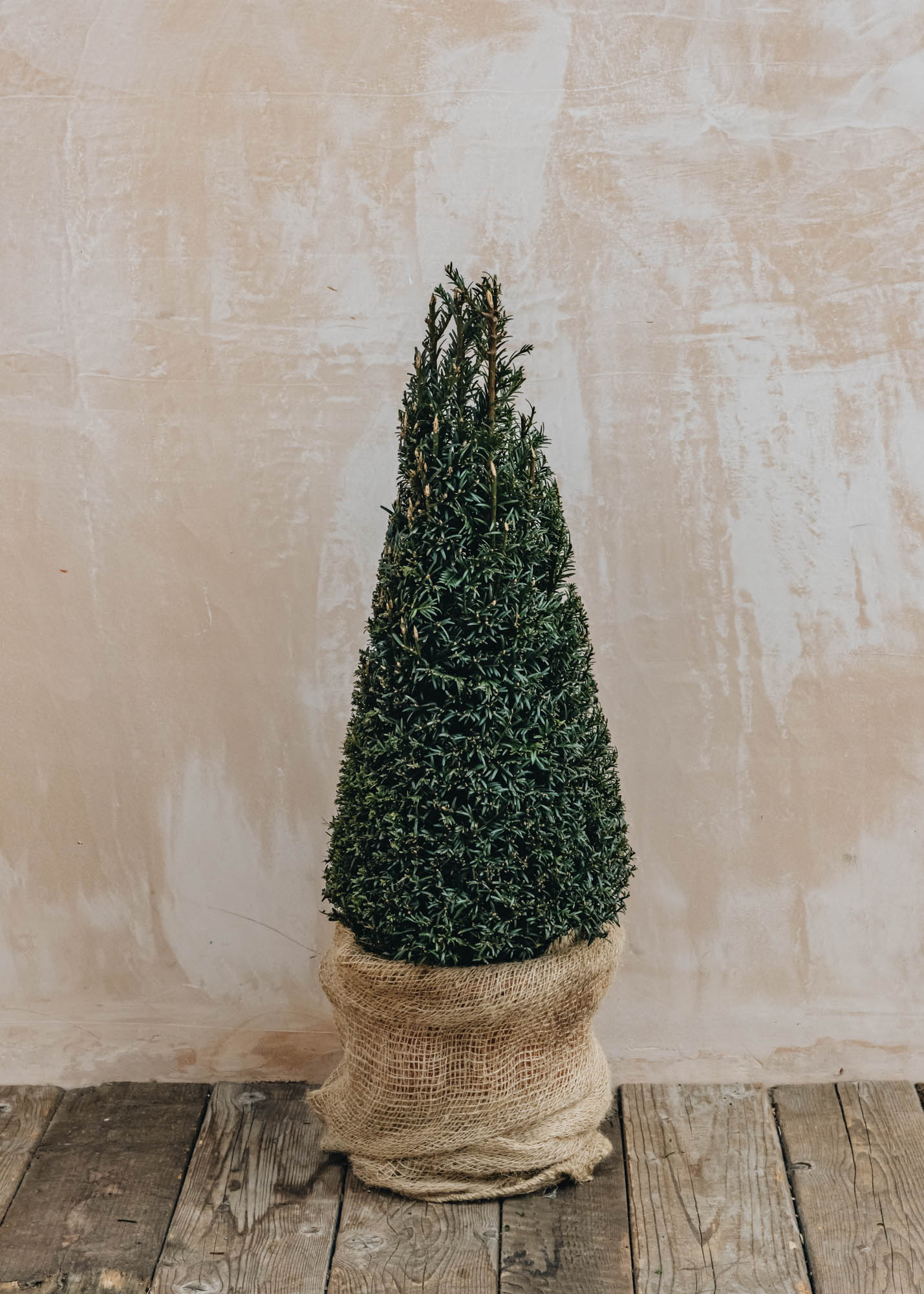 Laurus Nobilis Taxus Baccata Clipped Pyramid 22cm
