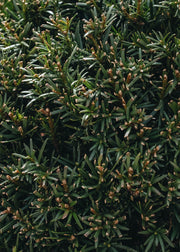 Taxus x media groenland Clipped Ball 30cm