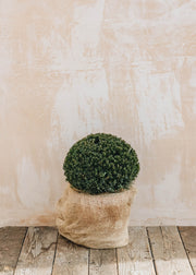 Taxus x media groenland Clipped Ball 24cm