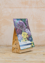 Taylors Bulbs Allium Bulb Collection