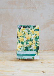 Mixed Narcissi Species Bulb Collection
